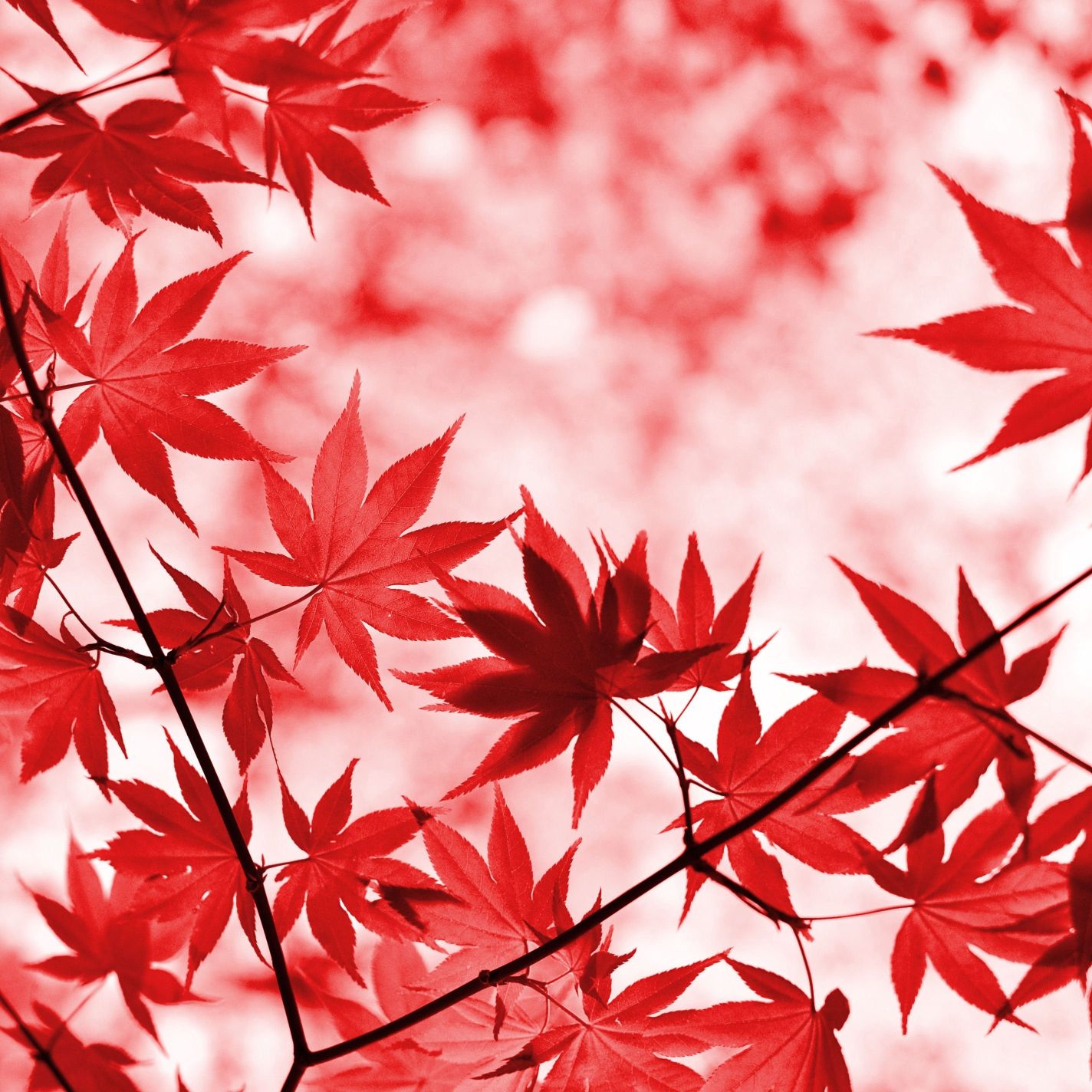 夏越大祓奉祝祭 イメージ